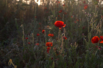 red poppies at the light