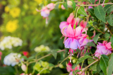 Beautiful pink fuchsia