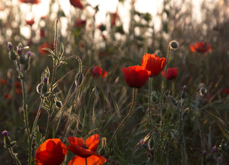 red poppies at the sunrise