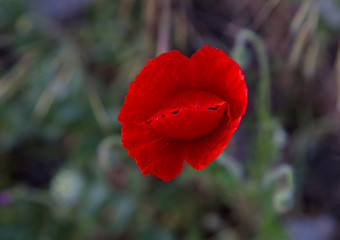 a red poppy