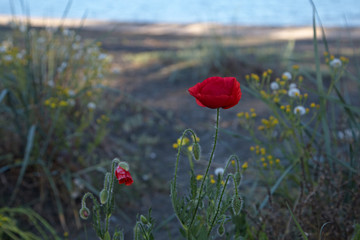 a red poppy at the sea