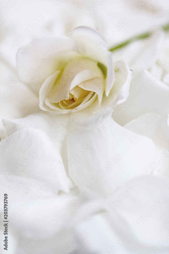 Wall mural white tender rose on white rose petals