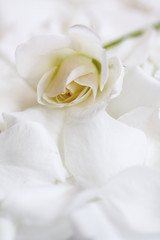 Obraz na płótnie Canvas White tender rose on white rose petals