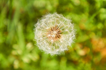 Fototapeta premium Löwenzahn