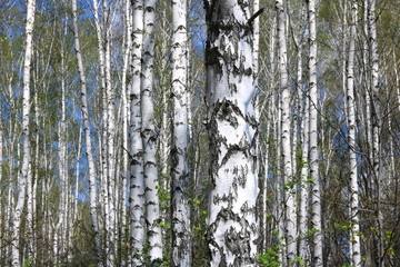birch trees with white bark in spring in birch grove