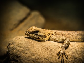 Agama relaxing and warming in the light