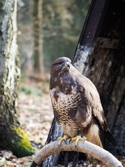 Common buzzard sitting on a perch