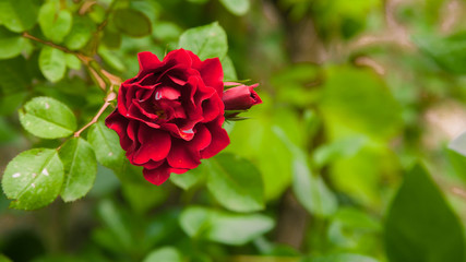 Rosa Rossa