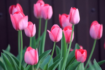  Flowering tulips in the spring
