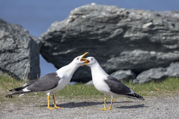 Seagull in spring mood in Northern Norway