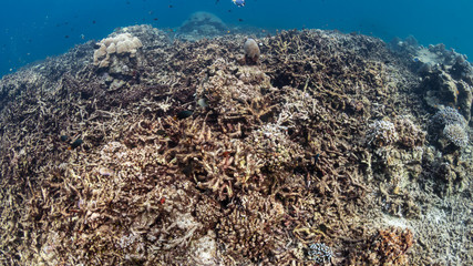 Dead, Bleached Coral Reef - Rising sea temperatures and Global Warming are killing coral reefs worldwide