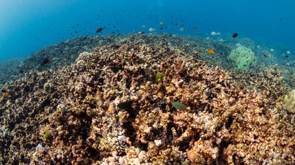 Naklejka na ściany i meble Tropical fish swimming over a dead, bleached coral reef