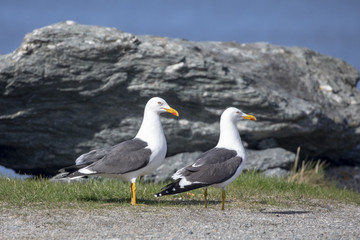 Seagull in spring mood in Northern Norway