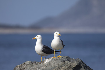 Seagull in spring mood in Northern Norway