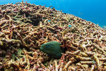 A lonely Moray Eel sticks out from a pile of bleached, dead coral on a damaged tropical coral reef