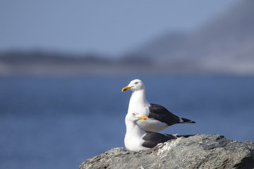 Seagull in spring mood in Northern Norway