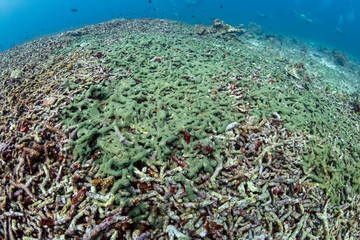 Fototapeta na wymiar Dead, bleached coral reef covered in green algae. Rising sea temperatures and climate change are destroying tropical reefs worldwide