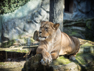 Naklejka na ściany i meble Female barbary lion lying on a rock