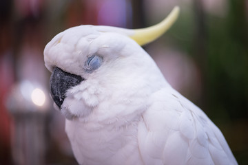 the parrot sleep