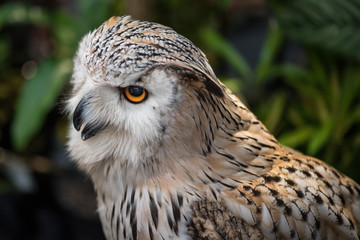 the owl 