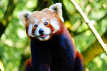 Crédence de cuisine en verre imprimé Panda Un panda roux grimpant à un arbre