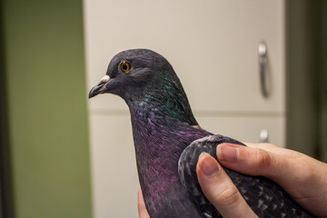 Hands holding homing pigeon outdoors