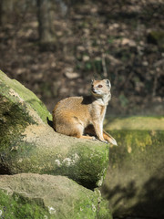 The yellow mongoose (Cynictis penicillata)