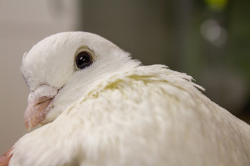 Hands holding homing pigeon outdoors