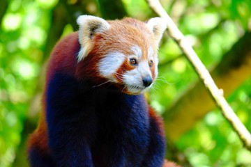 Fototapeta premium A red panda climbing a tree