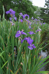 Colorful flowers of Iris ensata in Kyoto Botanical garden early summer