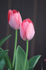  Flowering tulips in the spring