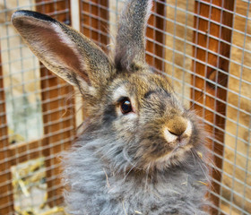 Portrait of a cute adorable grey bunny rabbit standing up in a cage