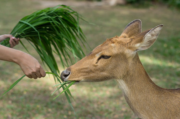 People feeding grass for deer.