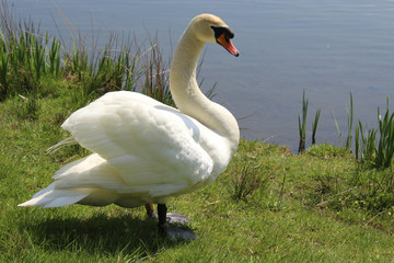 Swan 2