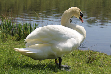 Swan 1