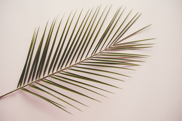 Palm leaf. Stylized photo in vanilla tone.
