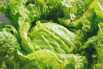 Raw Nutrition Facts & Calories Iceberg lettuce.  Full frame of fresh Iceberg lettuce. © posinote