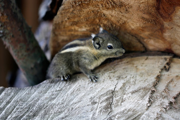 Chipmunk small striped rodent