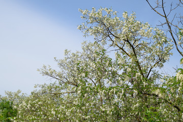 Flowering acacia white grapes. White flowers of prickly acacia, pollinated by bees.