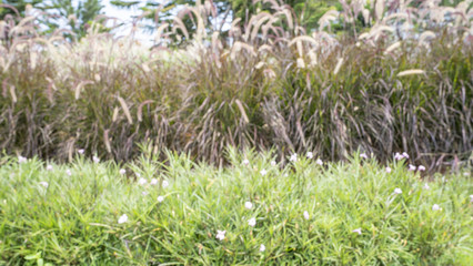 Blured photography of resort or trppical green garden in hotel.