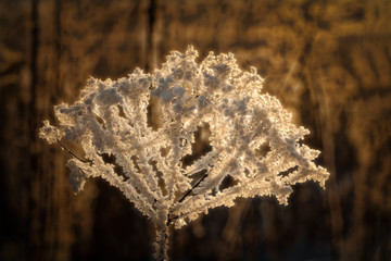 withered plant covered in frost and lit from behind