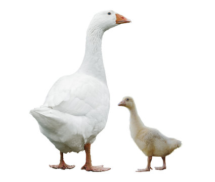 Goose with chick isolated