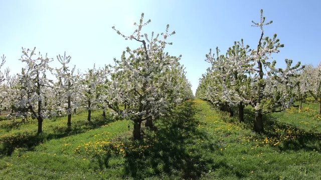 Bl&uuml;hende Kirschbaumplantage im Fr&uuml;hling, Kirschbl&uuml;ten, Obstbau, handheld camera, 4K