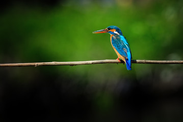 Kingfisher (alcedo atthis), adult, female, sitting on a branch. Green background.