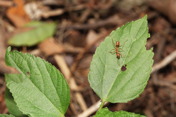 red ant on green leaf