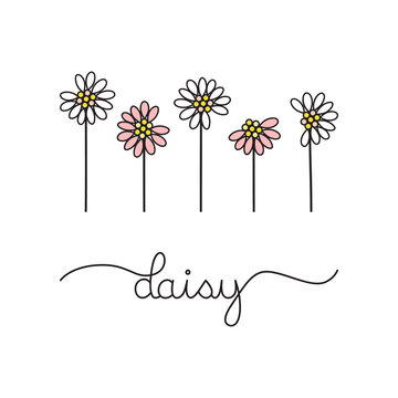 White and soft pink daisy flowers, vector graphic illustration. Hand drawn daisies with writing daisy. 