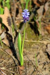 miniature spring hyacinth