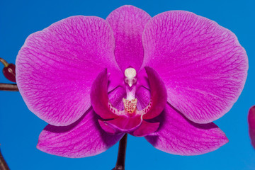 Fototapeta na wymiar purple orchid flowers, natural floral background 