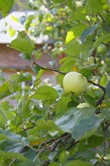 Close view of green apple on tree in garden