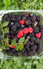 Top view of fresh berries in plastic container on green grass